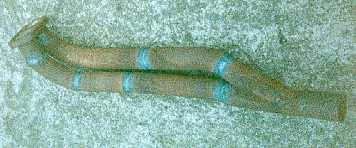 Exhaust manifold