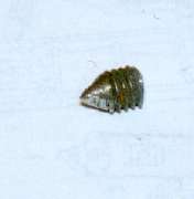 Pointed grub screw for marking.