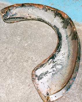 Wing Underside